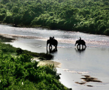 Day 3: Gorumara To Jaldapara Transfer