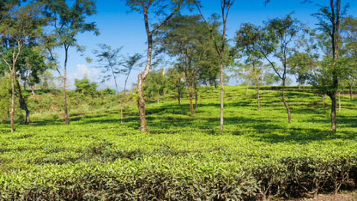 Tea Garden of Dooars
